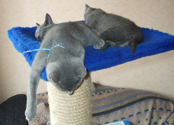 Baikal + Barin + Bahtiar1