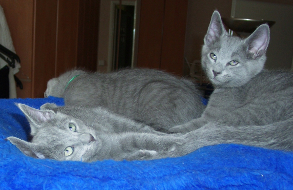 Baikal + Bahtiar + Barin1